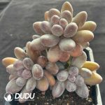 Graptopetalum glutinous rice balls clustering - Image 2