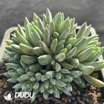 Echeveria Colorful Star Clustering - Image 2