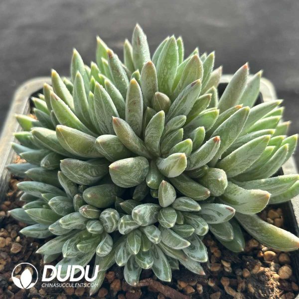 Echeveria Colorful Star Clustering - Image 2