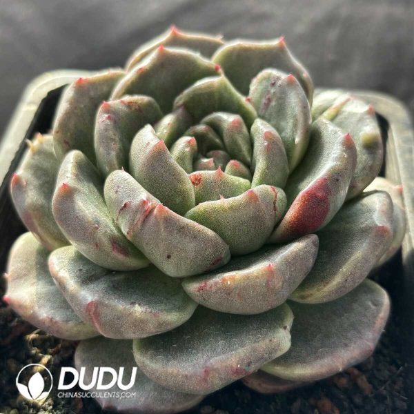 Echeveria Gramling - Image 2