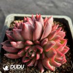 Echeveria Flame Rose Clustering - Image 2