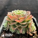 Echeveria Hami Melon - Image 2