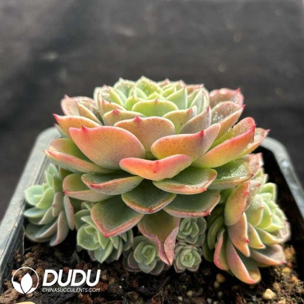 Echeveria Hami Melon - Image 2