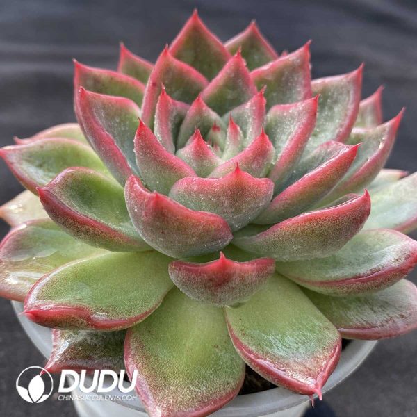 Echeveria Agavoides Floriana - Image 2