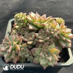 Graptoveria Omina Clustering - Image 2