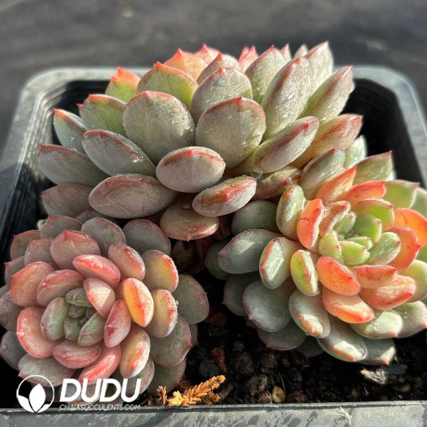 Echeveria Goldfinch Clustering - Image 2