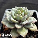 Echeveria German Champagne - Image 2
