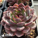 Echeveria Crapemyrtle - Image 2