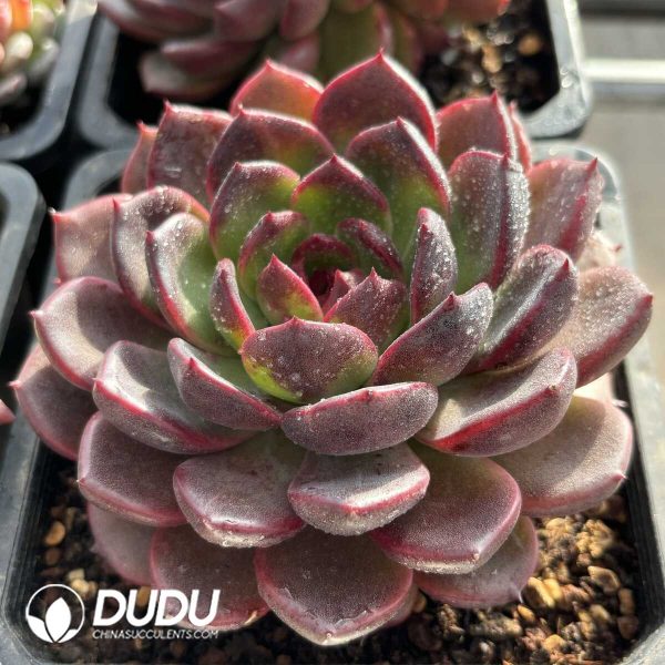 Echeveria Crapemyrtle - Image 2