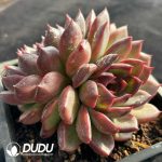 Echeveria Crapemyrtle Clustering - Image 2