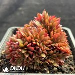 Echeveria Peacock Cristata - Image 2