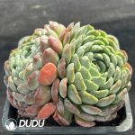 Echeveria Shell Rose Clustering - Image 2