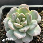 Echeveria Ice Green Monstrose - Image 2