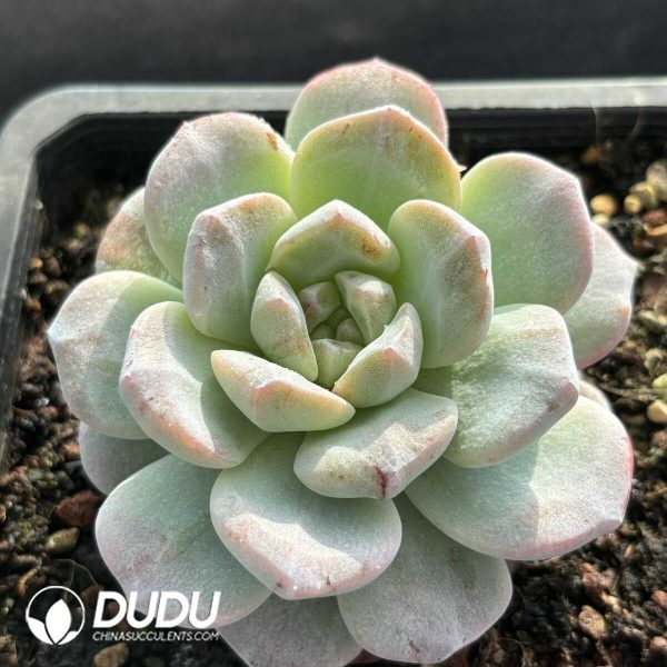 Echeveria Ice Green Monstrose - Image 2