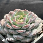 Echeveria Amber - Image 2