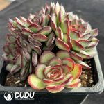 Echeveria Meat Sauce Rose Clustering - Image 2