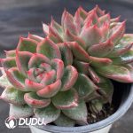 Echeveria Agavoides Floriana Double Head - Image 2