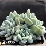 Echeveria Southern Ice Beauty Clustering - Image 2