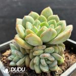 Echeveria Wan Orange Clustering - Image 2