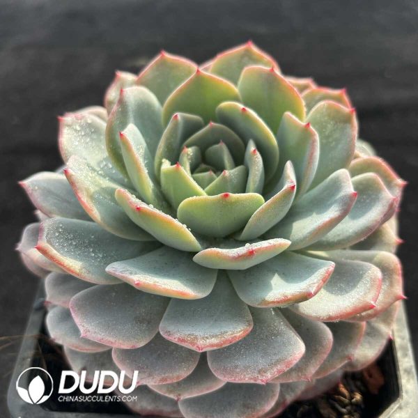 Echeveria Hybrid - Image 2