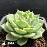 Echeveria Blue Eyes - Image 2