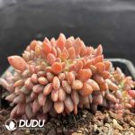 Echeveria Lin Snow Cristata - Image 2