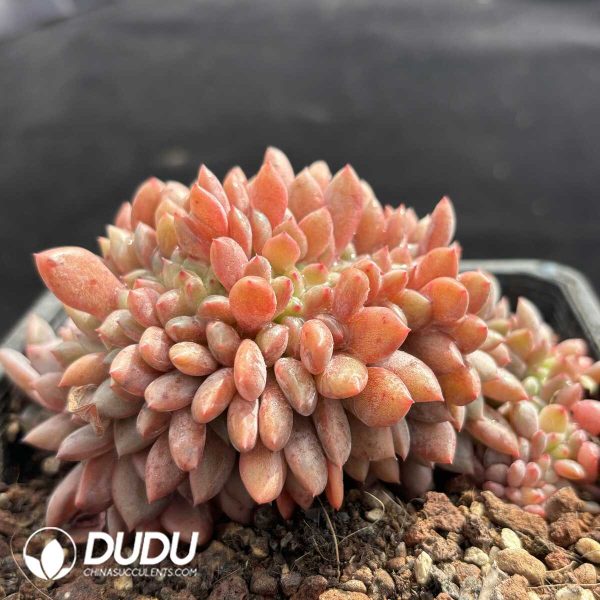 Echeveria Lin Snow Cristata - Image 2