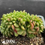 Echeveria Carols Cristata - Image 2