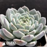 Echeveria Green Amber - Image 2