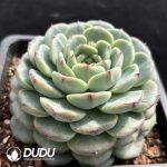 Echeveria Hani - Image 2