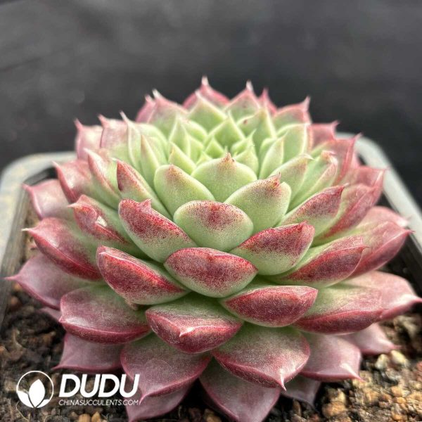 Echeveria Leather Rose - Image 2