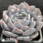 Echeveria Milk Foam - Image 2