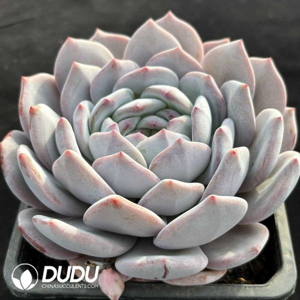 Echeveria Milk Foam - Image 2