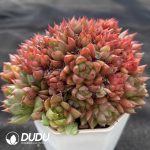 Echeveria Red Wine Peach Clustering - Image 2