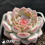 Echeveria Sugar Heart Ice Love - Image 2