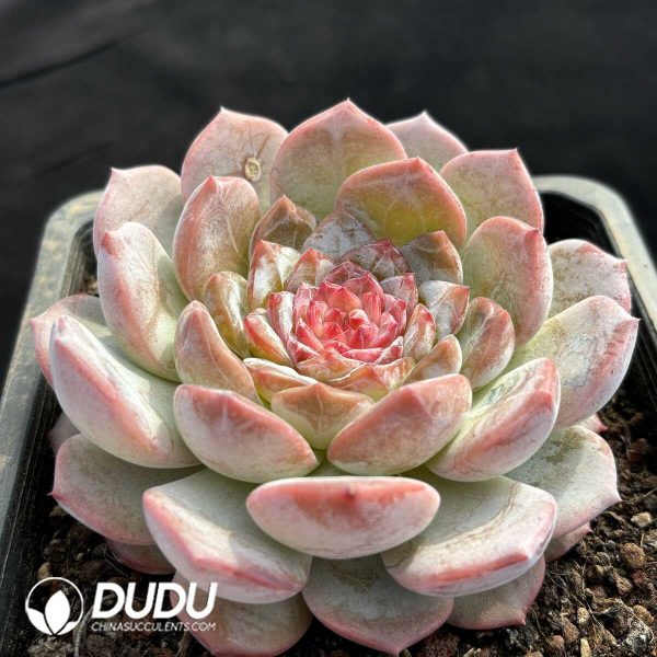 Echeveria Sugar Heart Ice Love - Image 2