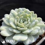 Echeveria Green Ice Smoothie - Image 2