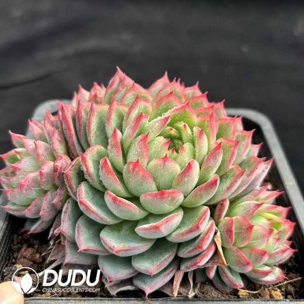 Echeveria Alice Clustering - Image 2