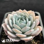 Echeveria White tea - Image 2