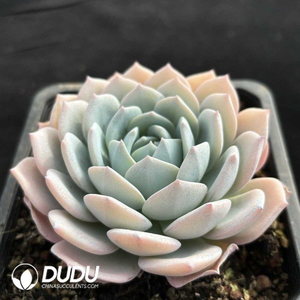 Echeveria White tea - Image 2