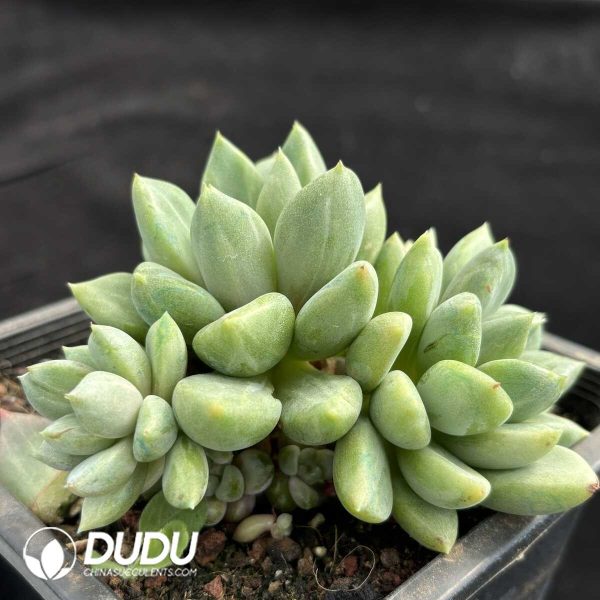 Echeveria Red Ivory Clustering - Image 2