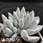 Pachyphytum Fat Beauty Monstrose Clustering - Image 2