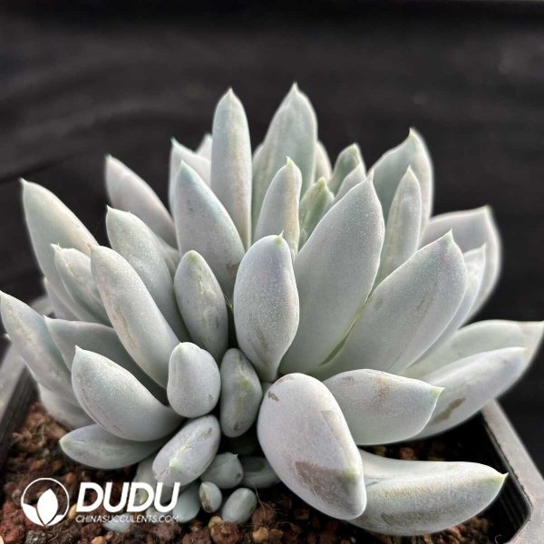 Pachyphytum Fat Beauty Monstrose Clustering - Image 2