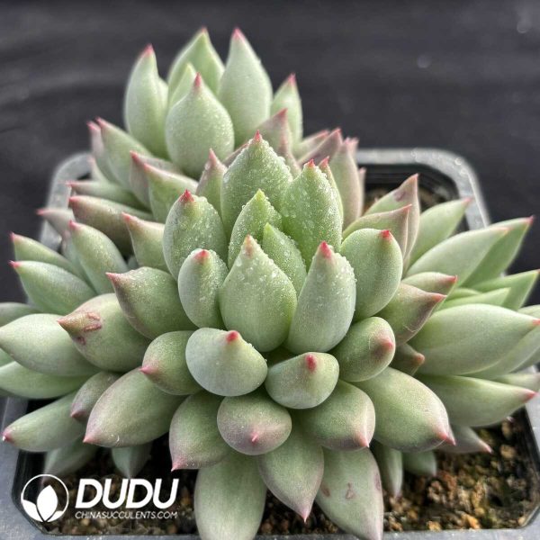 Pachyphytum Yanzi Cluster - Image 2