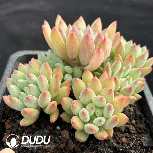 Pachyphytum Bean Elf Clustering - Image 2