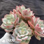 Echeveria Salmon Clustering - Image 2