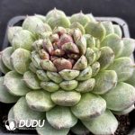 Echeveria Black Sand Beach - Image 2