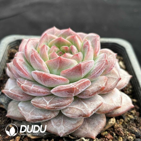 Echeveria Red Amber - Image 2