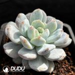 Echeveria Small persimmon cakes - Image 2