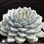 Echeveria Moon Goddess - Image 2